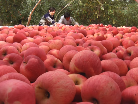 Extrato de Células Tronco de Maçã Natural da China Extrato de Maçã Orgânico 100% Pó de Maçã Solúvel em Água Suco de Maçã em Pó Extrato de Maçã
