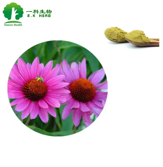 E. K Herb 100% Puro Natural Echinacea Purpurea Extract Ácido Cicórico, Polifenóis HPLC UV Extrato de Echinacea