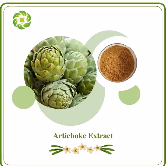 Fornecimento Extrato de Alcachofra Cynarin 98% 30964-13-7