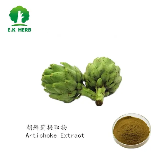 Extrato de alcachofra 100% natural com certificação Kosher & Halal Extrato de alcachofra