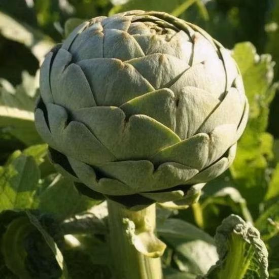 Wellgreen Factory Outlet Cynarin Natural Leaf Powder 5% 100% ácido 10% extrato de alcachofra