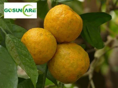 Extrato de Laranja Amarga em Pó / 6%-98% Sinefrina Citrus Aurantium Fruit Extract