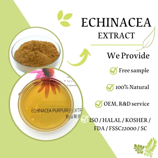 Popular Extrato de Planta em Pó Echinacea Purpurea Extract Pó Extrato de Echinacea