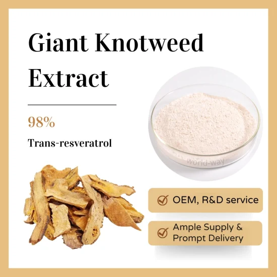 Matéria prima de alta qualidade Polygonum Cuspidatum Root Giant Knotweed Extract